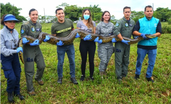 Anaconda rescatada por Cormacarena, fue liberada en una reserva de la Fuerza Aérea