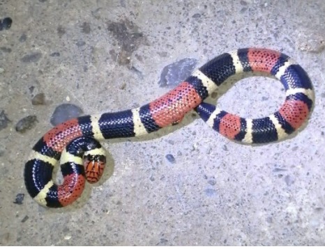 Más de 350 personas capacitadas por Cormacarena en manejo de mordedura de serpiente