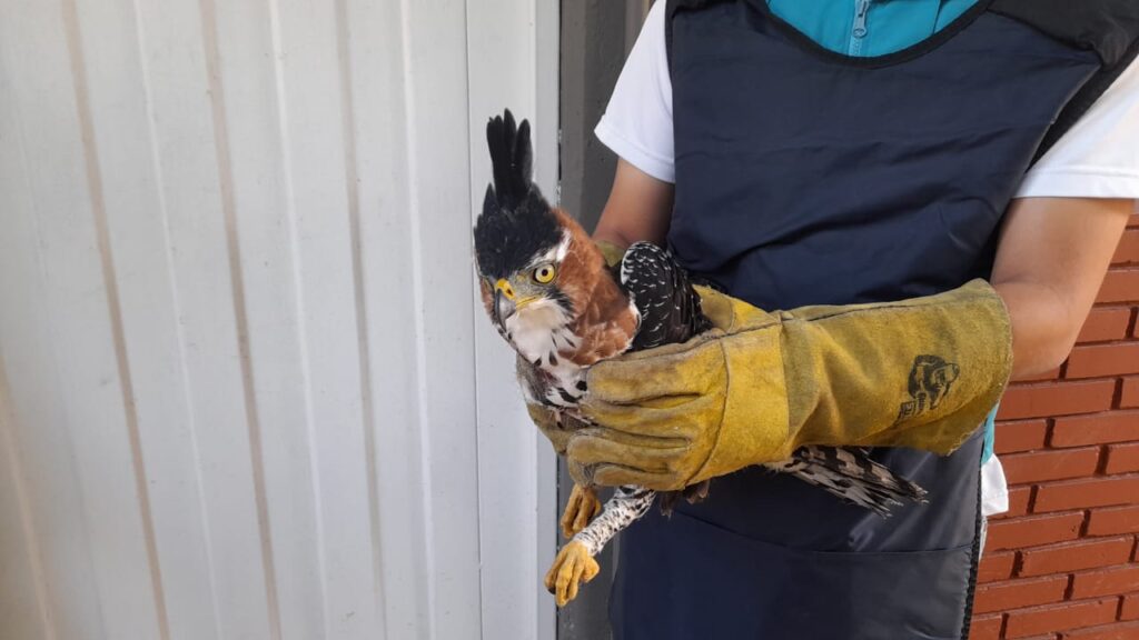 Cormacarena rechaza y lamenta la muerte del águila atacada en Vista Hermosa