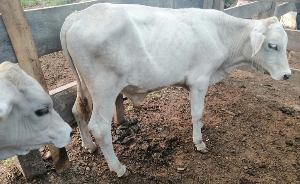 Campesino de El Dorado, Meta, inicia proyecto de cría de ganado en tierras restituidas