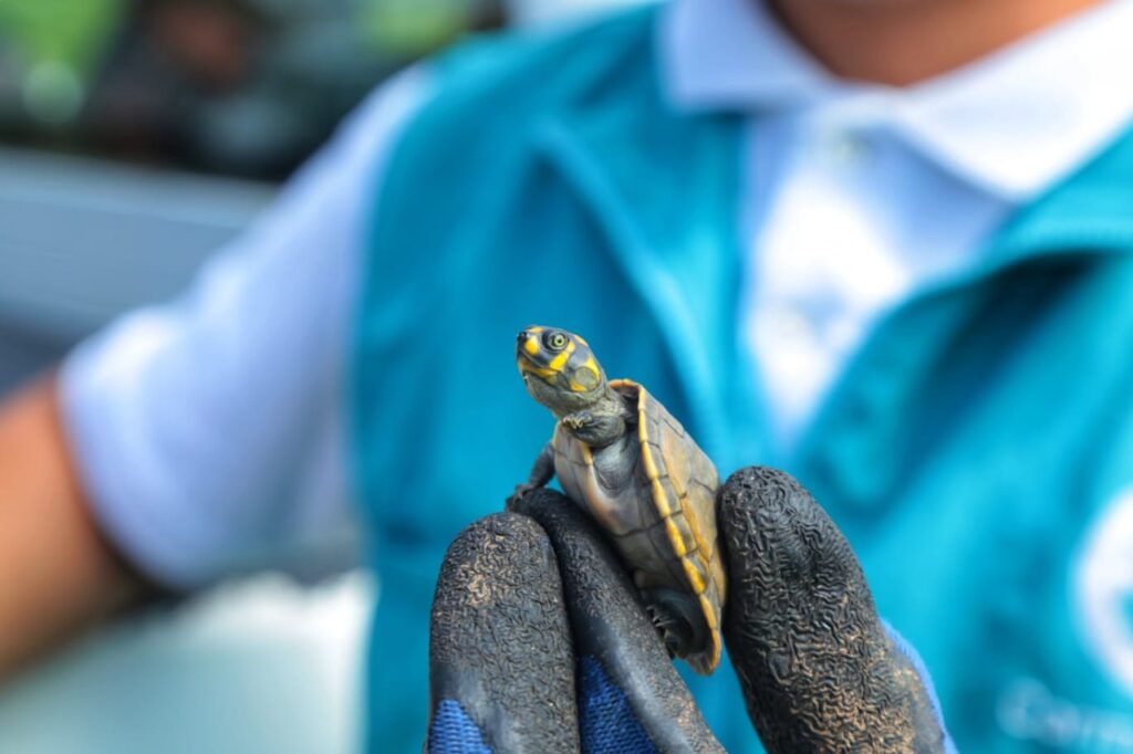 Cormacarena hace un llamado a no tener tortugas como mascotas en casa
