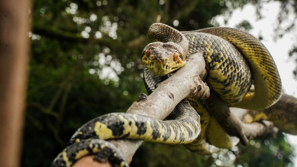 Más de 110 serpientes han sido rescatadas por Cormacarena en el 2022