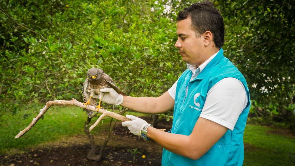 Cormacarena activa alarma por ataques indiscriminados a las aves en el sur del Meta