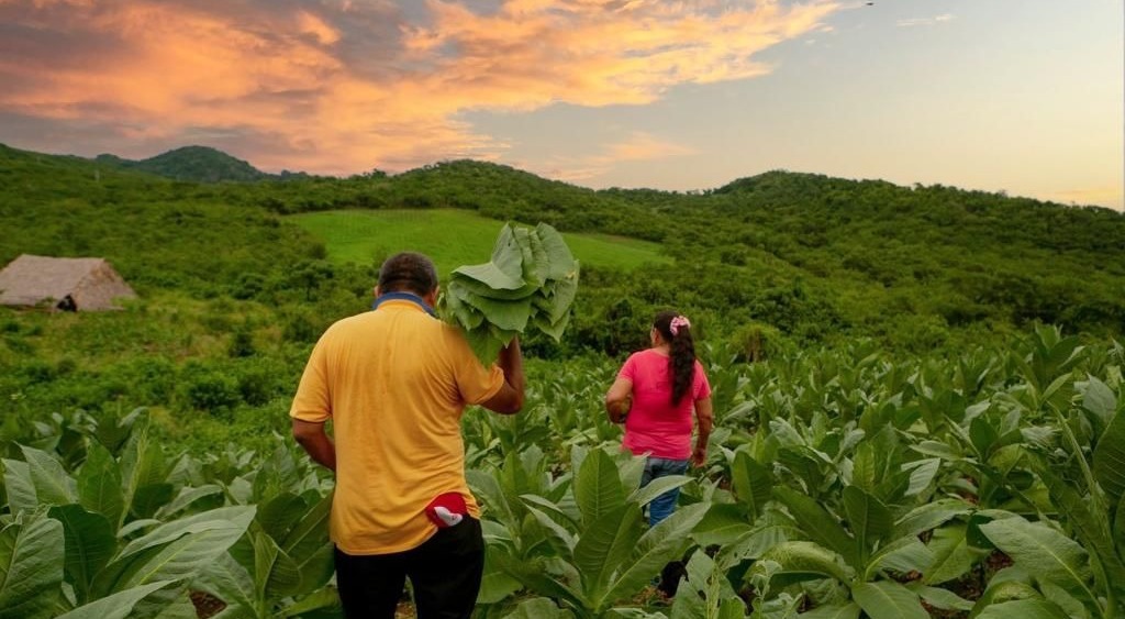 Juez ordena restituir 4 hectáreas a familia víctima de la guerrilla en San Juanito, Meta