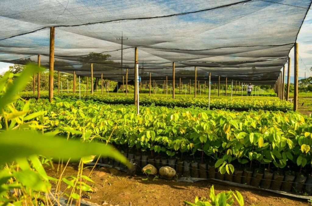 Más de 1 millón de árboles han producido los viveros de Cormacarena