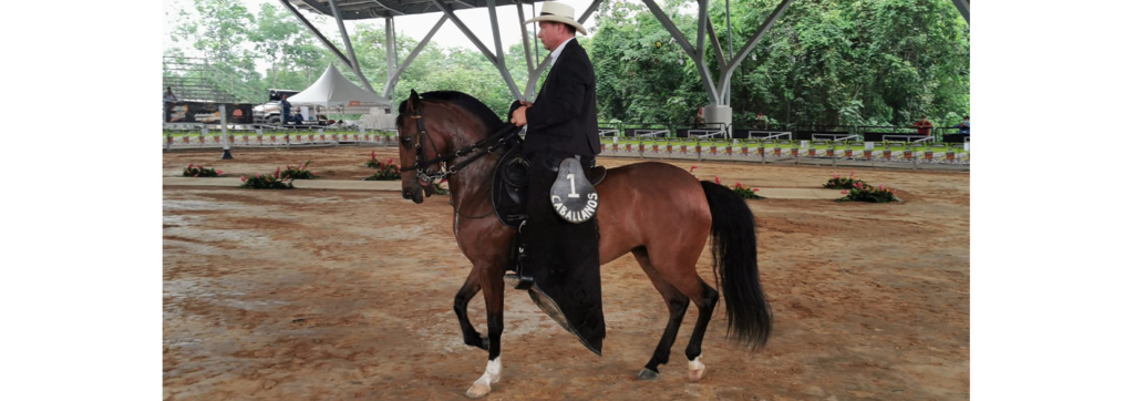 Más de 200 ejemplares equinos, de diferentes partes del país, participan en el Campeonato Nacional Equino, en el marco de Expo-malocas 2022. Trocha y Galope son modalidades que, se cree, son producto de varios cruces de los caballos trotones con los finos y trotadores. Es un aire o andar en el cual el ejemplar hace la trocha de forma más lenta y menos repicada, combinándola también con el galope corto o reunido. Los ejemplares asisten representando a sus Asociaciones Nacionales como del Meta con Caballanos, Bogotá y Cundinamarca, Antioquia, Valle del Cauca y Cauca, entre otros departamentos. Este Campeonato Nacional de Trocha y Galope culmina el día de mañana domingo al final de Expomalocas 2022.