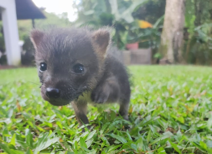 Cuatro animales neonatos son criados artificialmente por Cormacarena