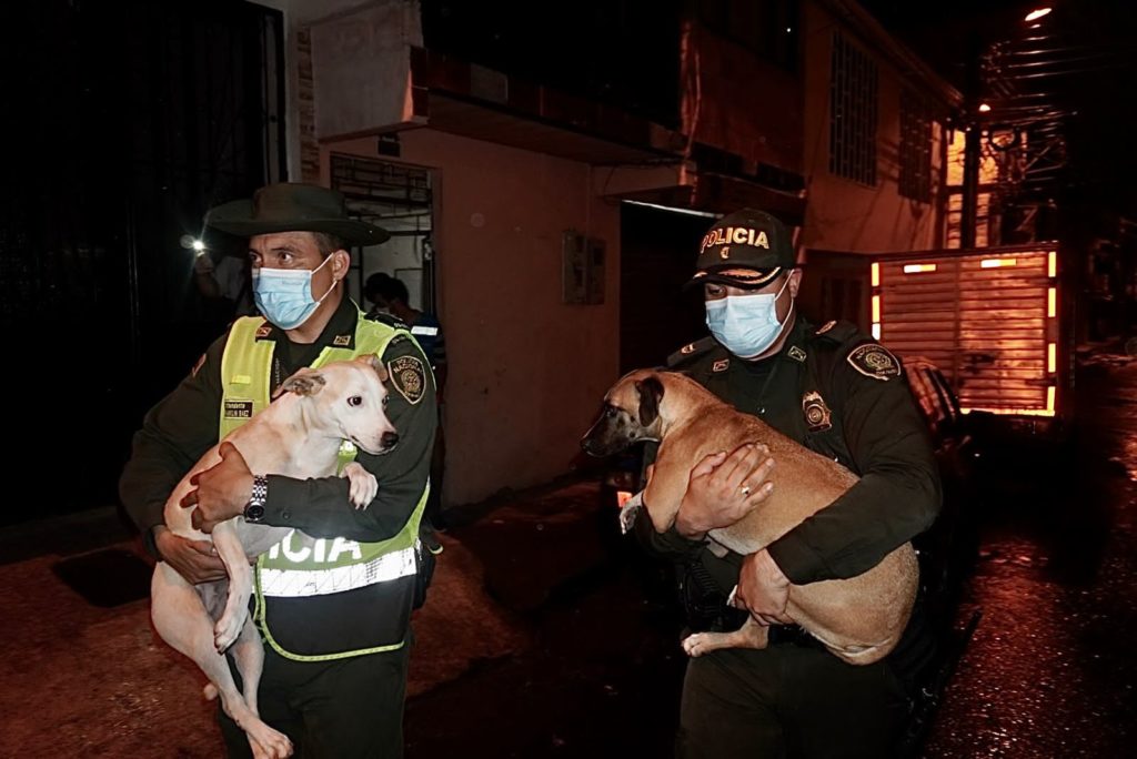 Policía rescató dos perros que venían siendo maltratados por sus propietarios