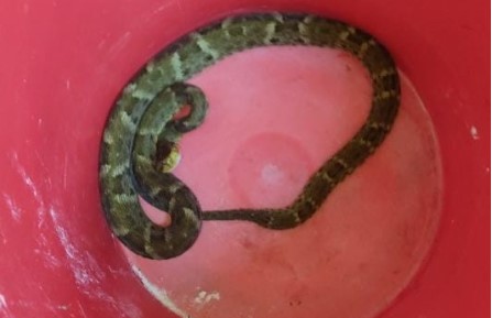 Aumenta la presencia de serpientes en el Meta por temporada de lluvias