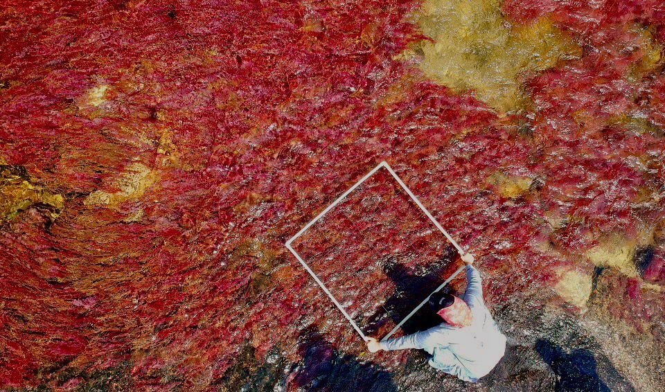 Cormacarena evalúa cierre de Caño Cristales para proteger la Macarenia Clavigera
