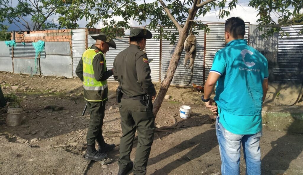 Cormacarena rechaza la tortura y el asesinato de un oso melero en Villavicencio
